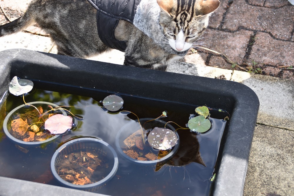 Mes chats et le petit bassin des lotus...