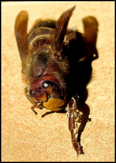 Cadavre de reine frelon