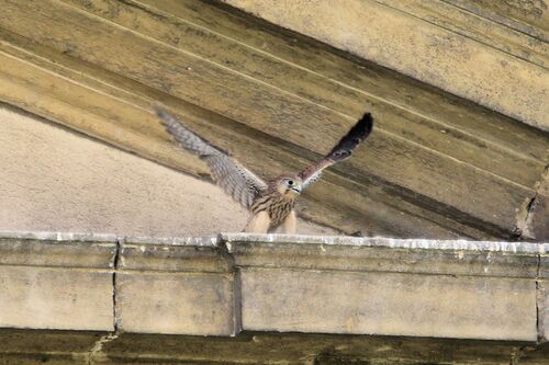 Faucon Crécerelle (Common Kestrel)