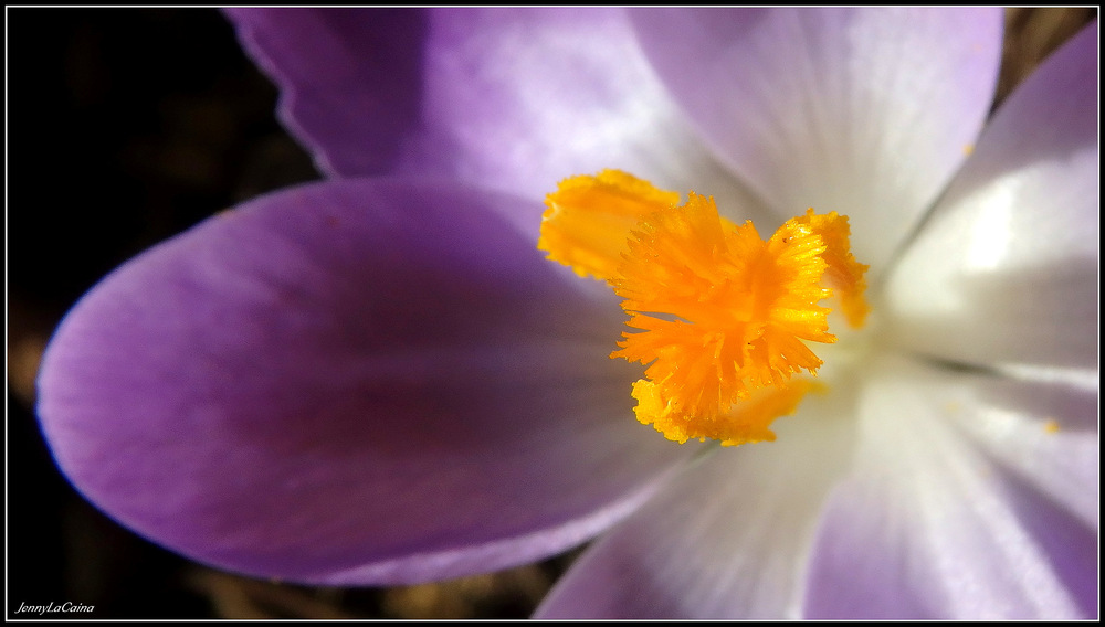 Cœur de Crocus 