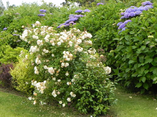 Un jardin  pres de la mer 