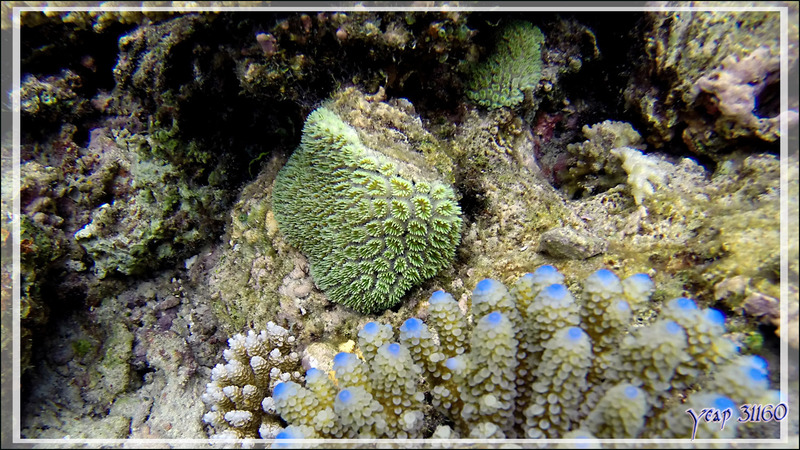 Corail cristal ou Corail piquant, Crystal coral or Prickly coral or Grass coral (Galaxea fascicularis) - Snorkeling à Thudufushi - Atoll d'Ari - Maldives