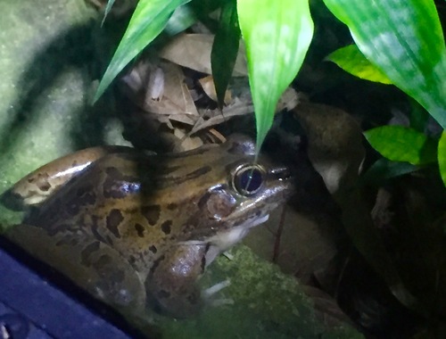 Costa Rica grenouilles et crapauds