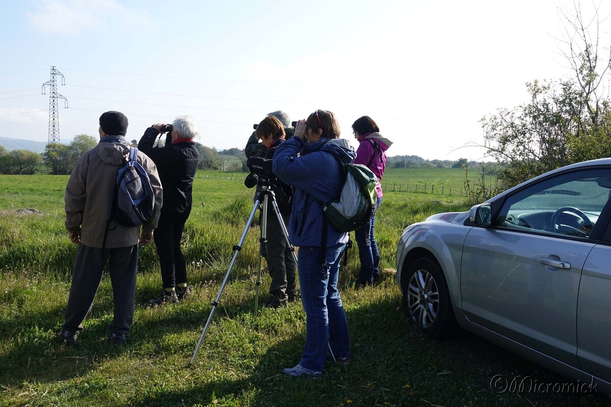 LPO sortie du dimanche 23 avril 2017 à Cournols