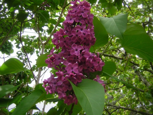 Fleurs de Beaugency  