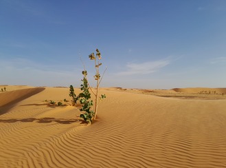 Depuis Nouakchott