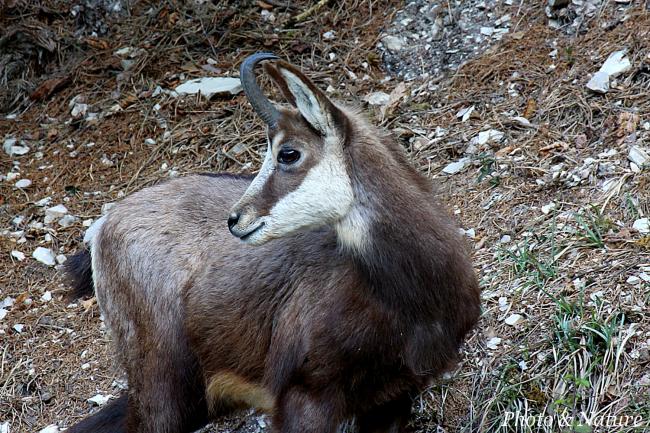 Le Chamois