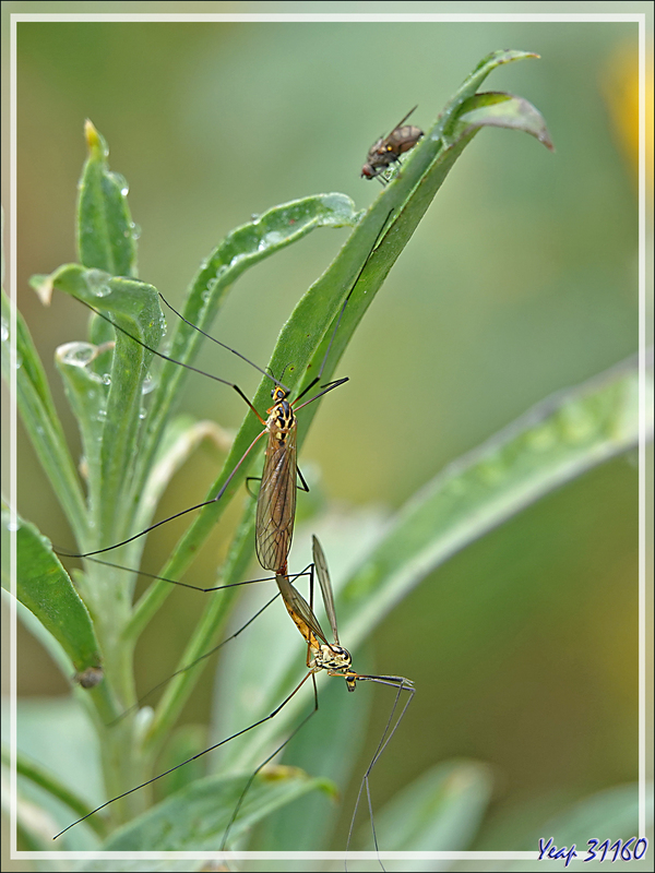  Tipule Néphrotome de Pierre, Spotted Cranefly (Nephrotoma appendiculata) - Lartigau - Milhas - 31