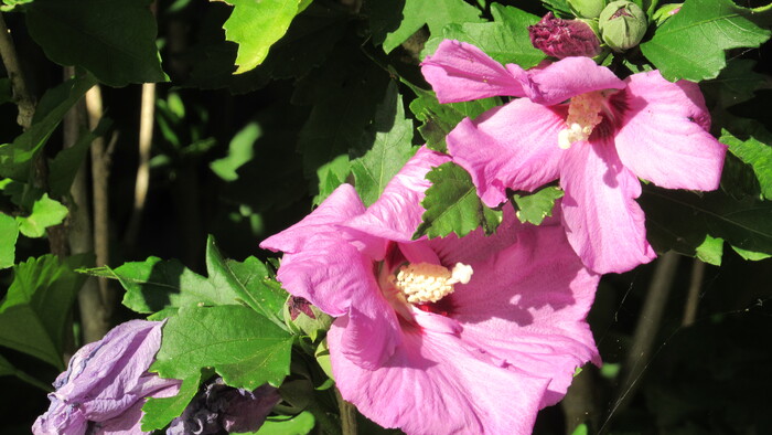  Le singe et la fleur de lotus