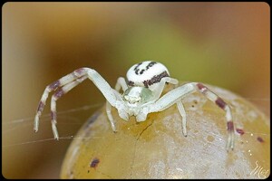 Araignées : THOMISIDAE