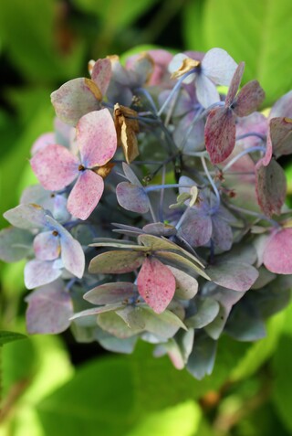 Hydrangea macrophylla Baimer - Endless summer