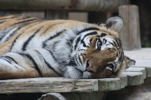 Le sommeil du tigre
