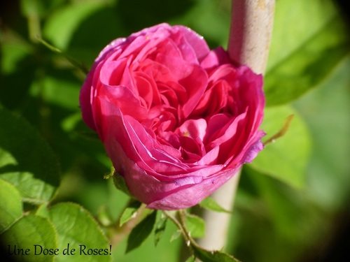 Le Cher, un escargot et des fleurs...