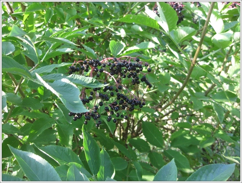 Fruits de l'été 