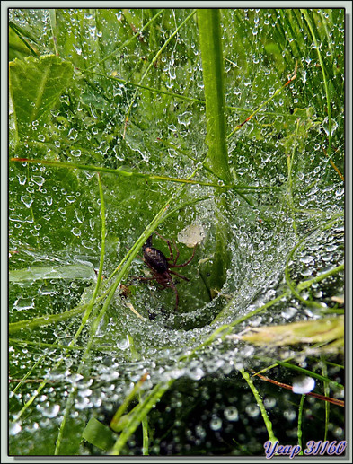Araignée Agélène à labyrinthe (Agelena labyrinthica) - Lartigau - Milhas - 31  (Faune)