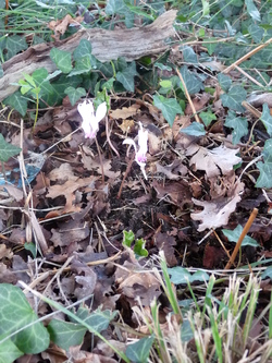 Cyclamen hederifolium