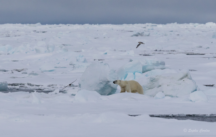 L'ours nageur... suite