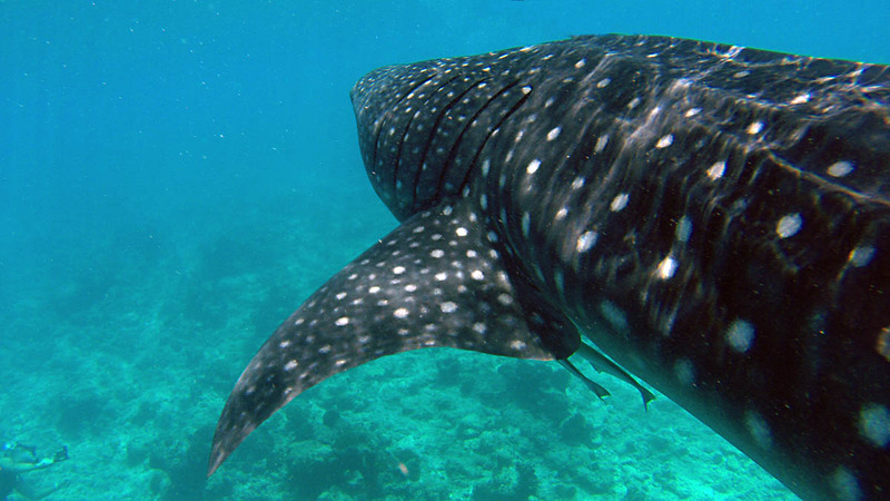 La cerise sur le gâteau maldivien : observation de requins baleines