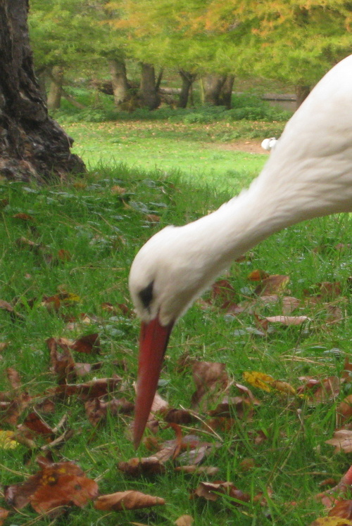 Défi n° 218 : 15 décembre : un portrait d'oiseau