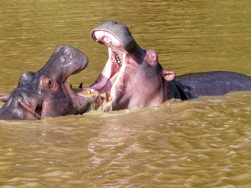 desjeux d'eau impressionnants pour ces hippos