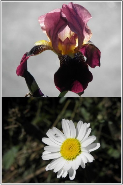 Iris margueritte