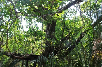 Reserva Natural Absoluta Cabo Blanco