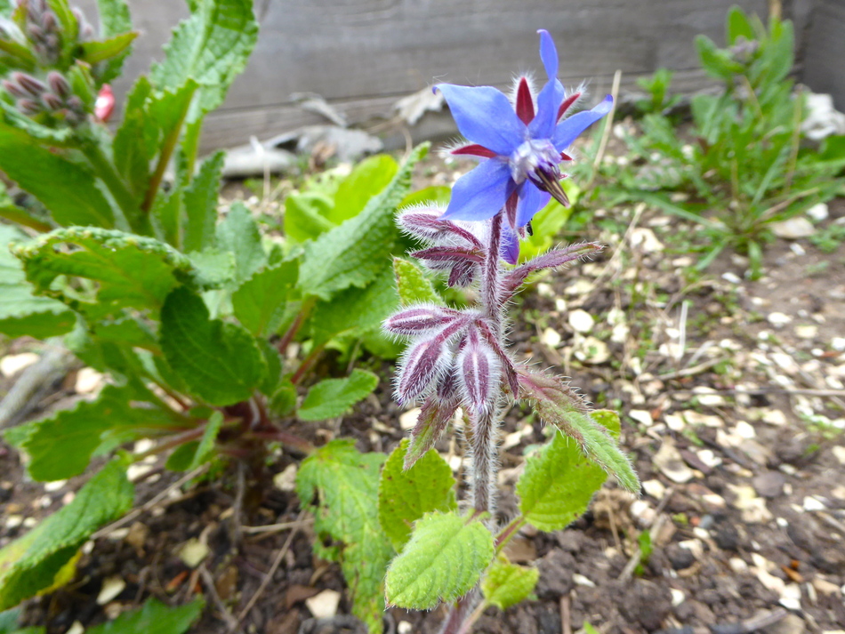 Pause avec les dernières fleurs