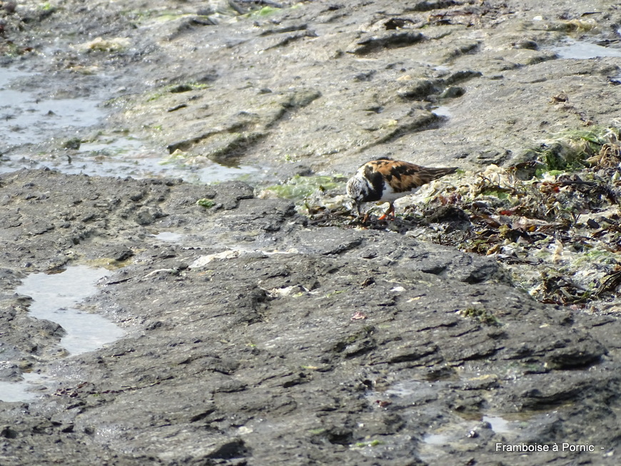 Oiseaux du littoral en septembre 