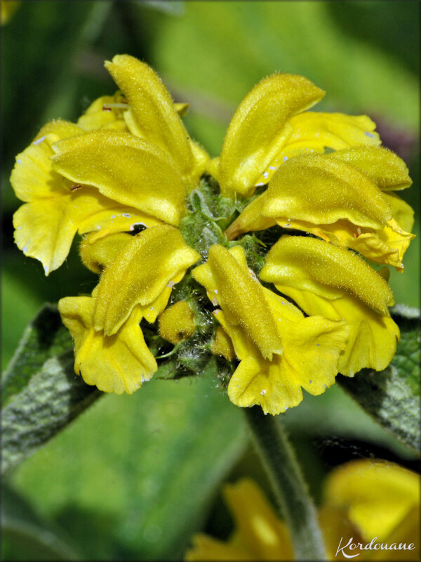 Photo de Sauge jaune arbustive (flore)