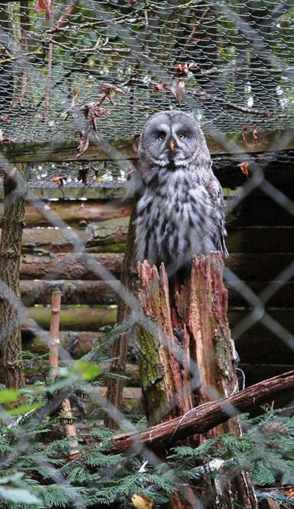 Chouettes ou Hiboux ????