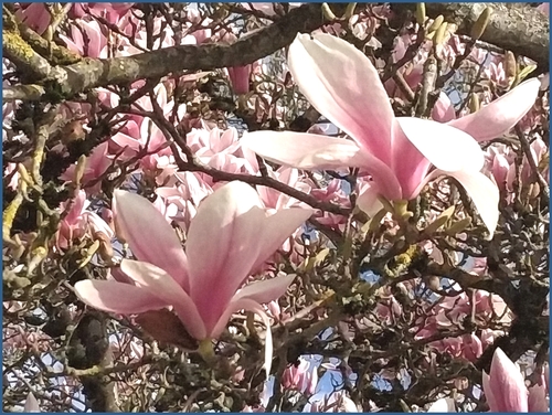 magnolias...