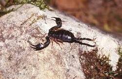 Ce scorpion est énorme ! Mais minuscule.... Euscorpius Flavicaudis - AMDE