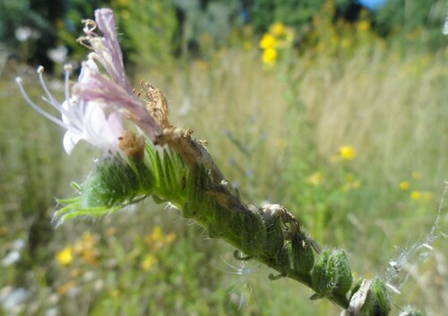 Fleurs roses