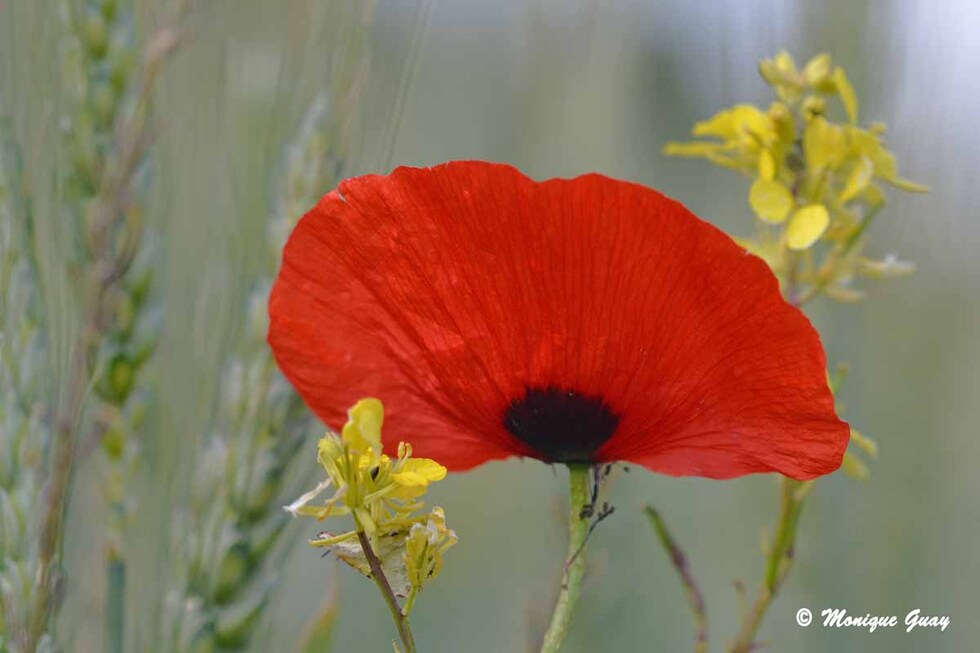 Les jupons des coquelicots