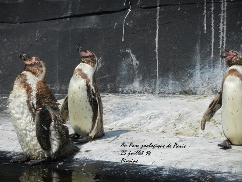 LES PINGOUINS DU PARS ANIMALIER DE PARIS ONT CHAUD !
