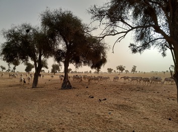 Depuis Nouakchott