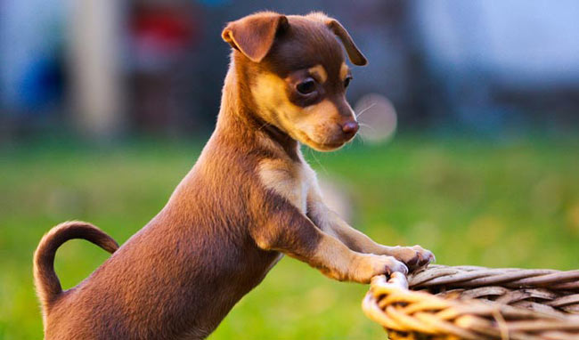 Articles et Races de chiens 3: Chihuahua - Frawsy