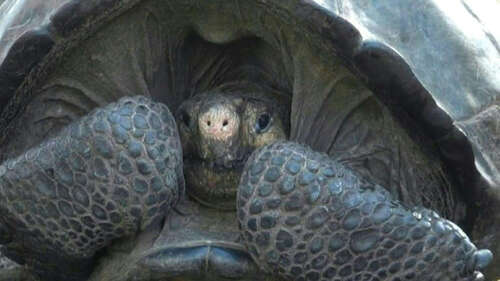 La tortue géante découverte aux Galapagos appartient bien à une espèce déclarée éteinte