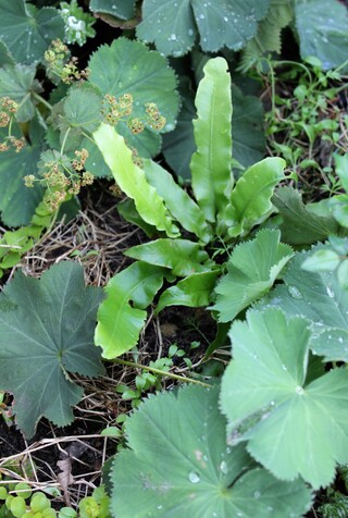 Asplenium scolopendrium, fougère langue de cerf