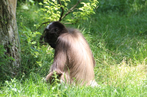 Bioparc de Doué la Fontaine (18).