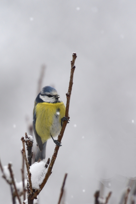 Oiseaux du jardin