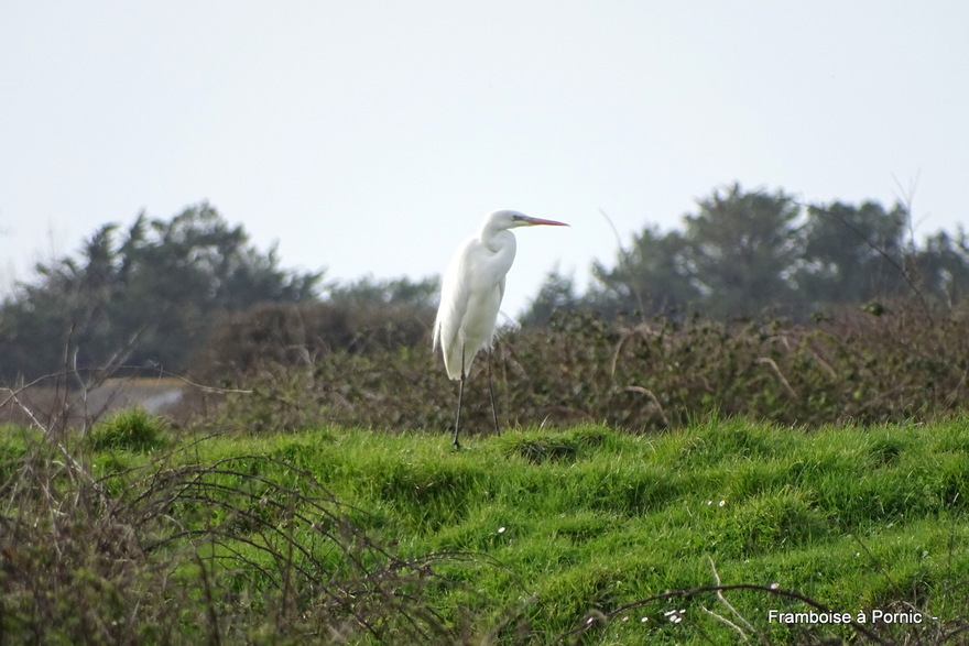 oiseaux Marais de Millac - Bourgneuf en retz - 44 -