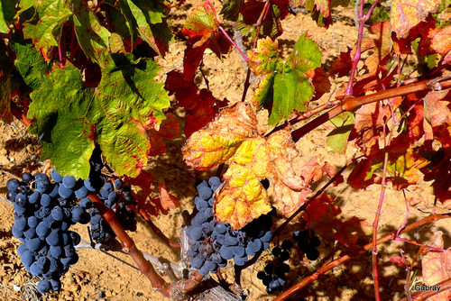 Vigne, raisins & feuilles ...