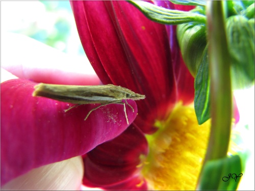 Crambus des tiges.