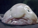 Le blobfish