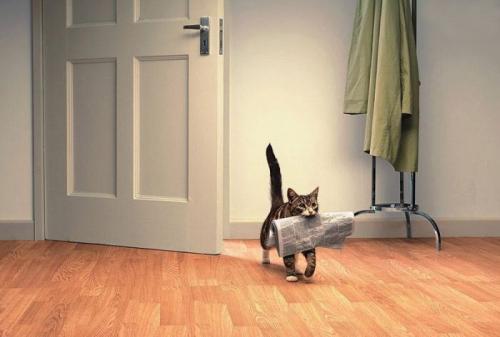 05 - Le chat et le journal