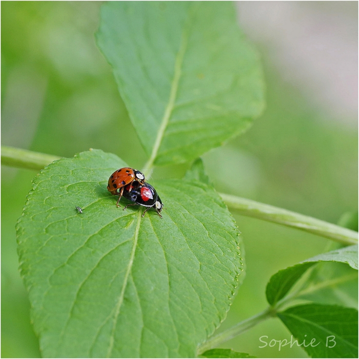 Une vie de coccinelle .