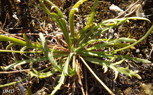 Plantago coronopus - plantain corne de cerf