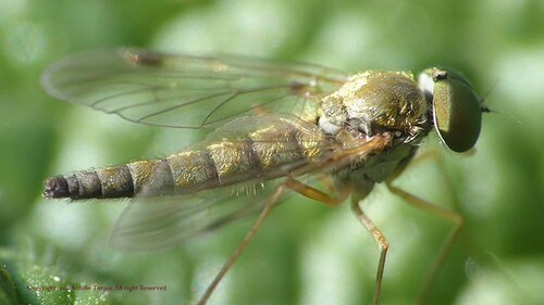 insectes au jardin