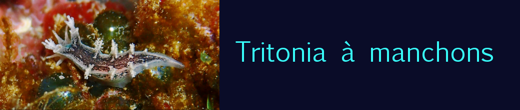 tritonia à manchons